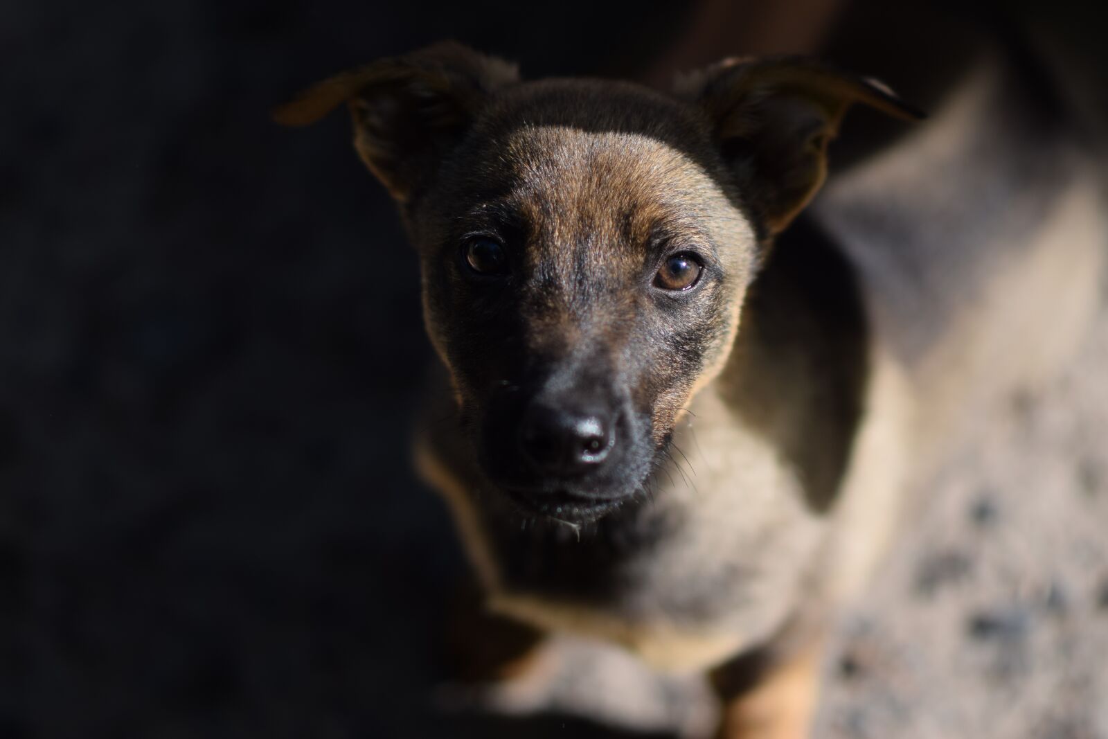 Nikon D3300 sample photo. Puppy, dog, portrait photography