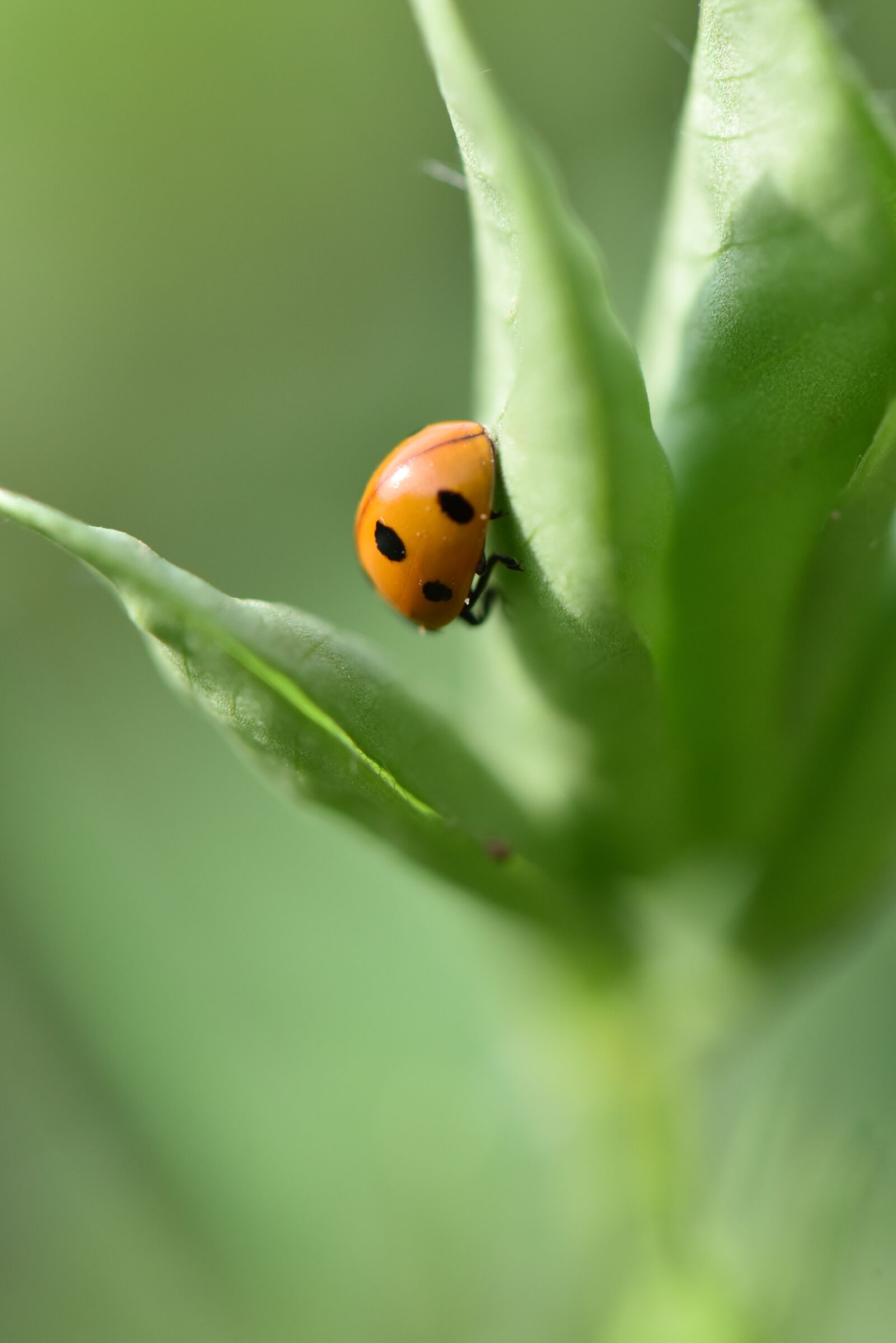 Nikon D810 sample photo. Ladybug, peanut, peanut pests photography