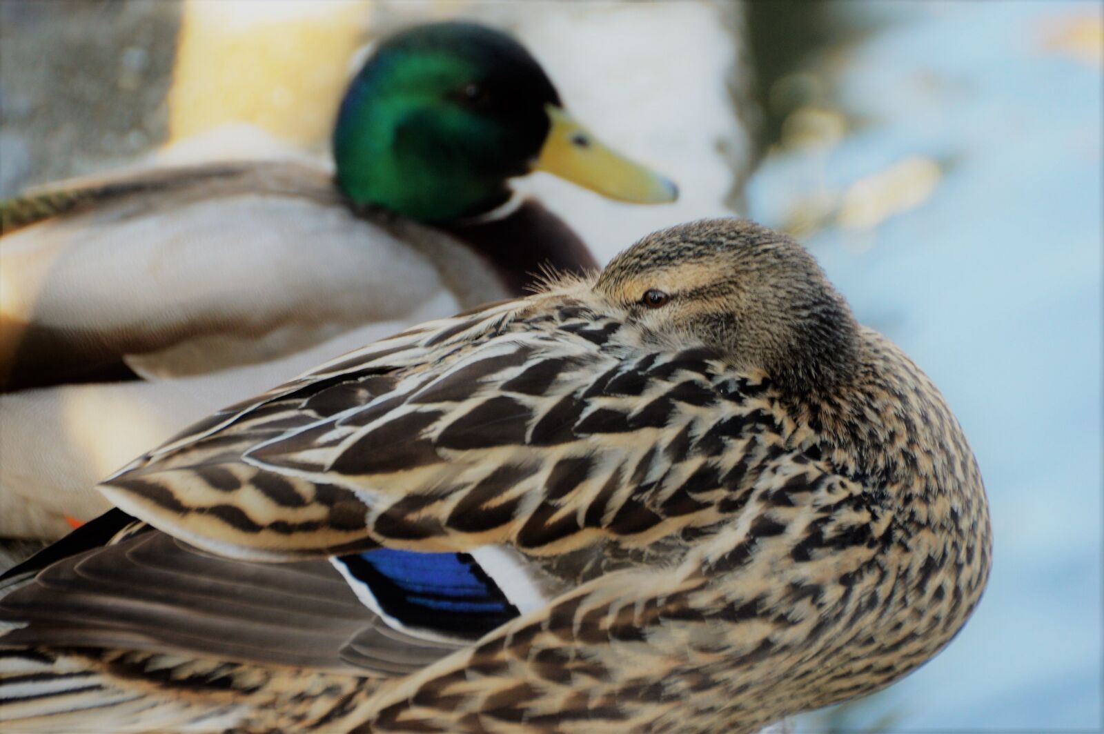Nikon D3200 sample photo. Duck, plumage, bird photography