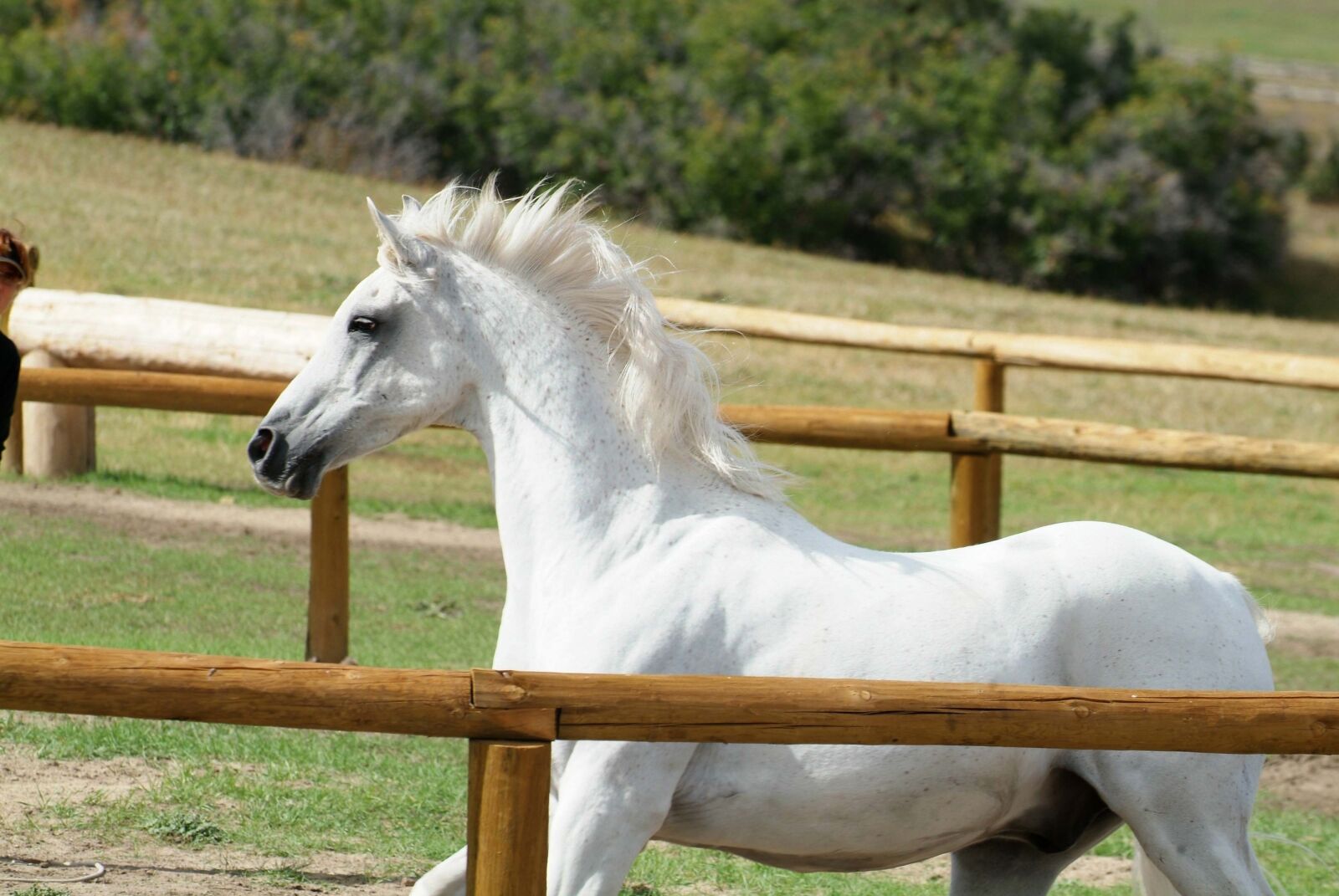 Fujifilm FinePix S3 Pro sample photo. Farm, horse, animal photography