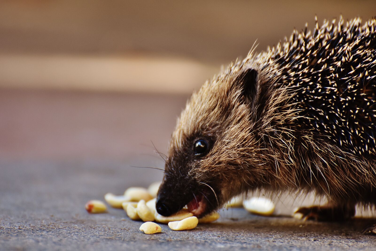 Nikon D7200 sample photo. Hedgehog child, young hedgehog photography