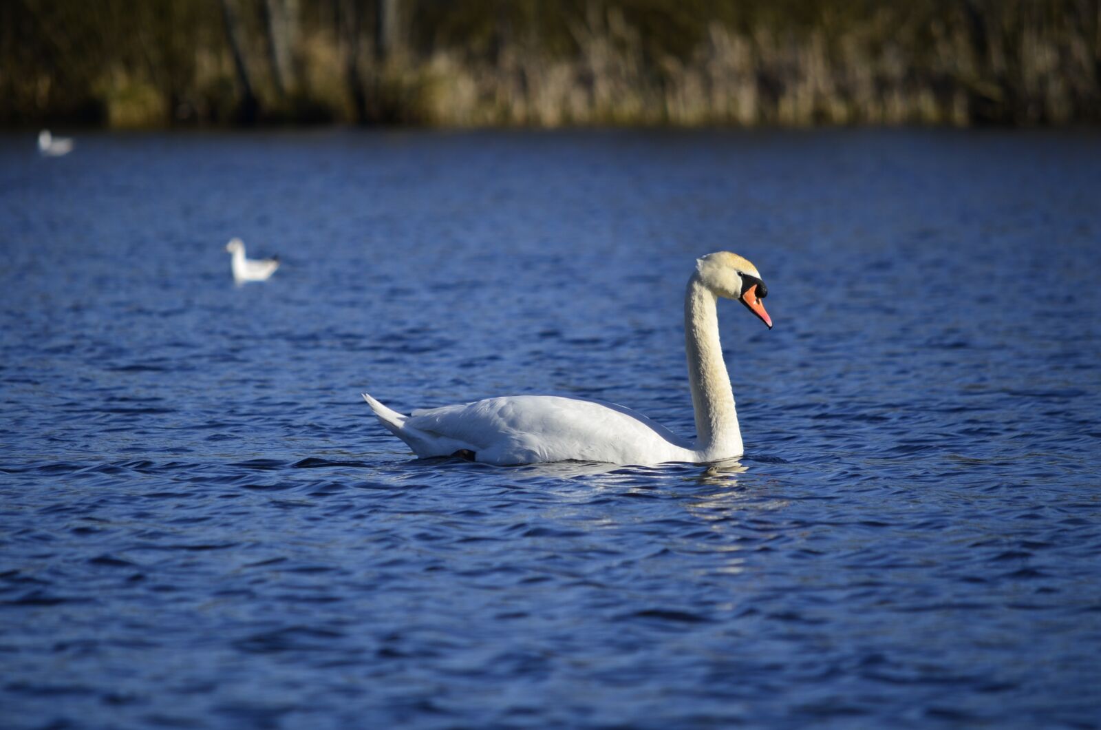 Nikon D5100 sample photo. Swan, lake, radunskie photography