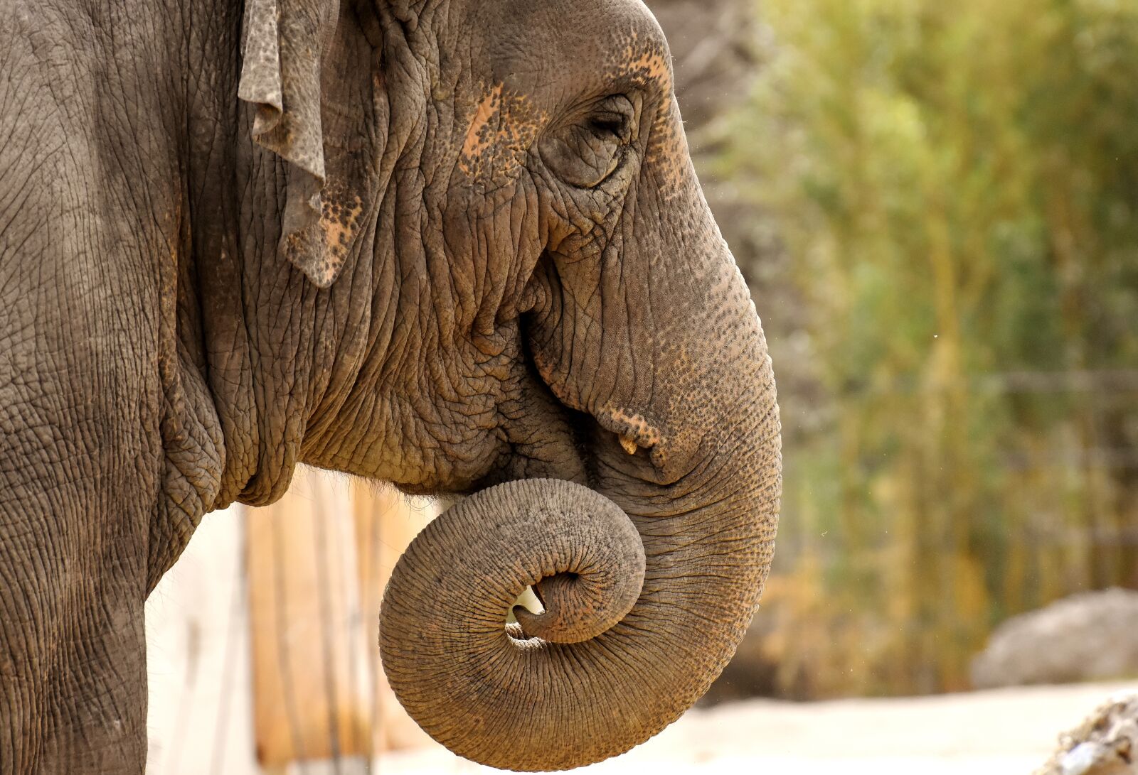Nikon D7200 sample photo. Elephant, proboscis, pachyderm photography