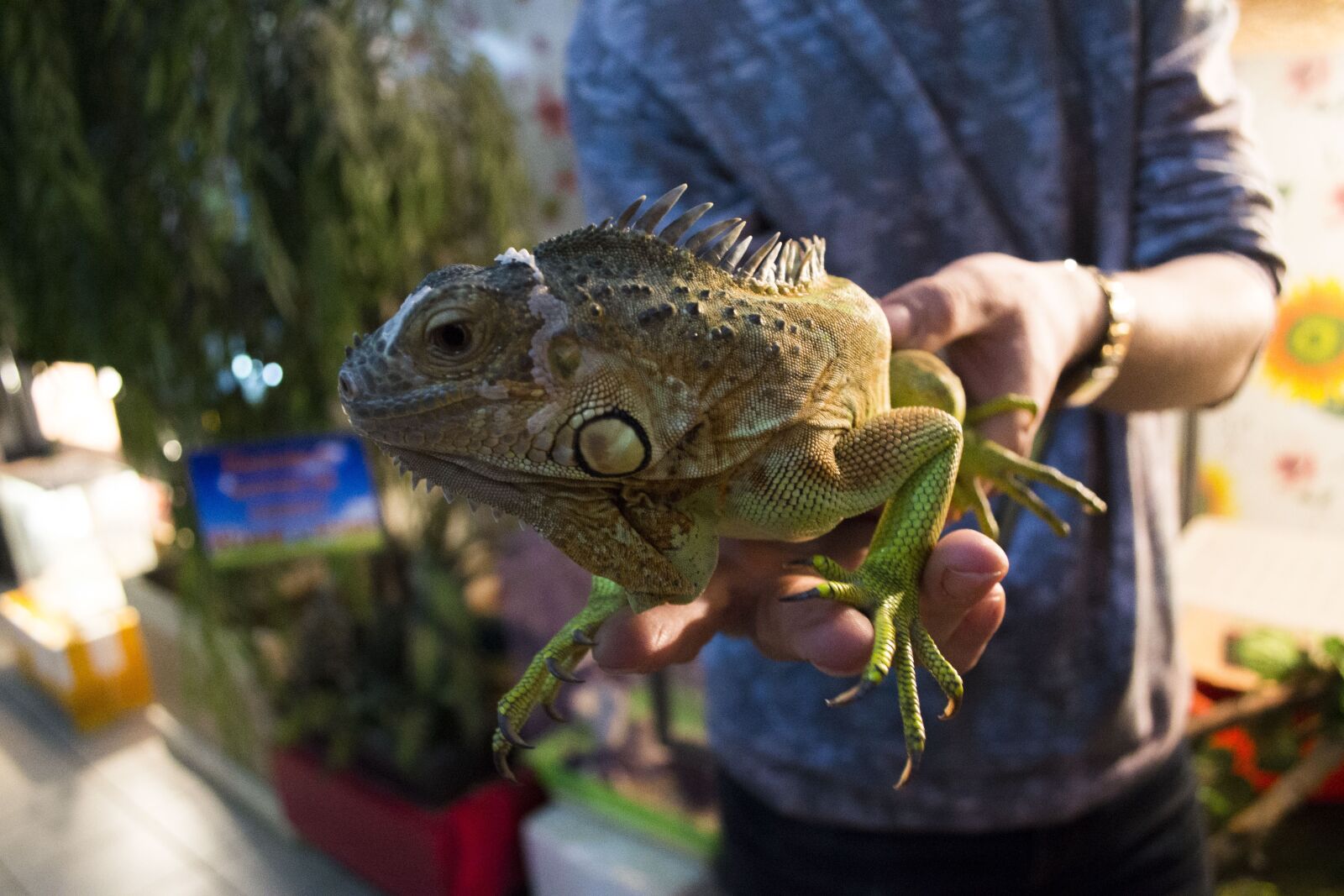 Nikon D3100 sample photo. Iguana, reptile, dragon photography
