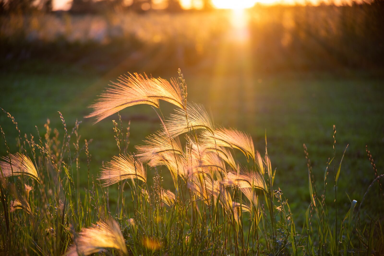 Nikon D600 sample photo. Sunset, weeds, warm photography