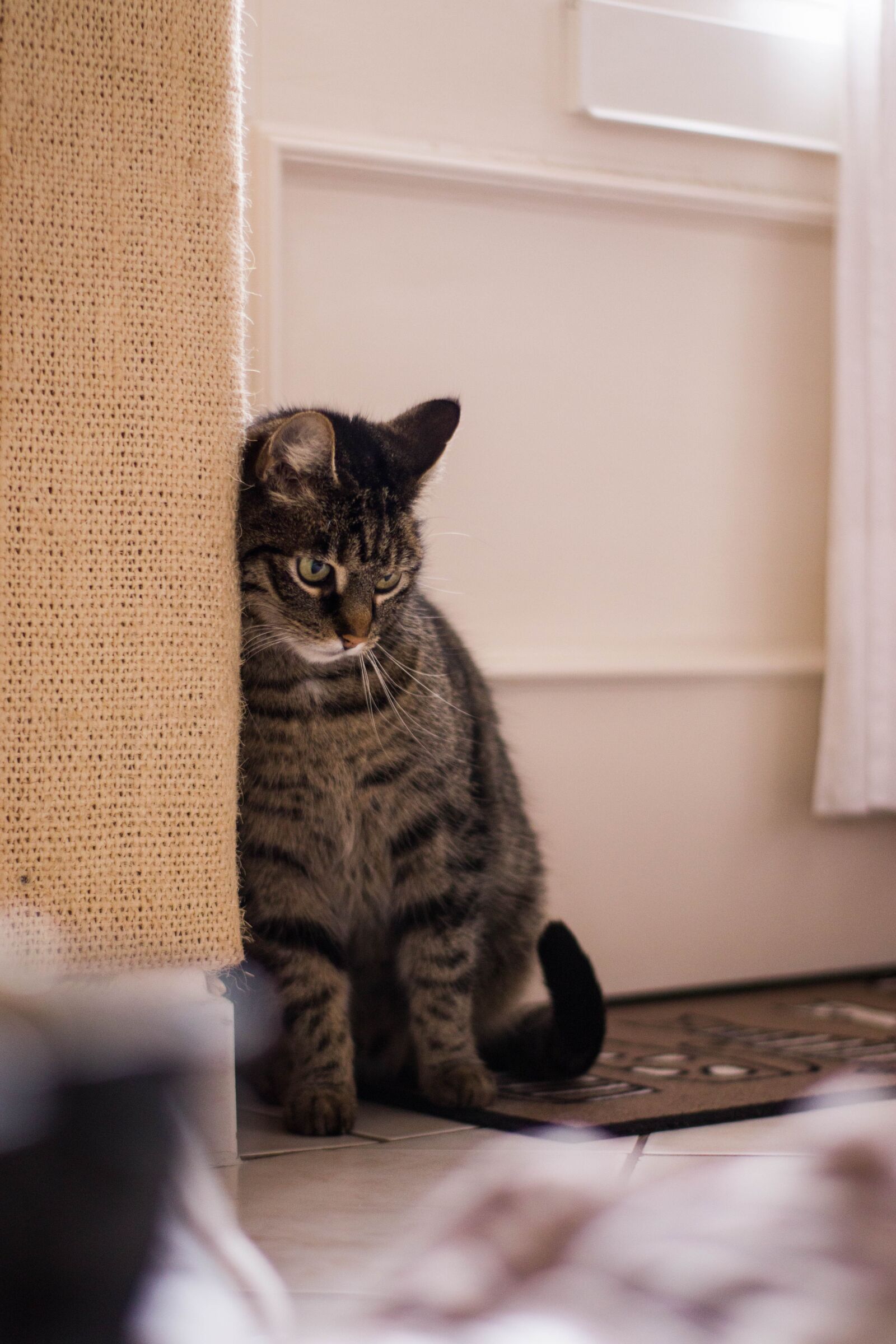 Canon EOS M50 (EOS Kiss M) sample photo. Cat, animals, kitten photography
