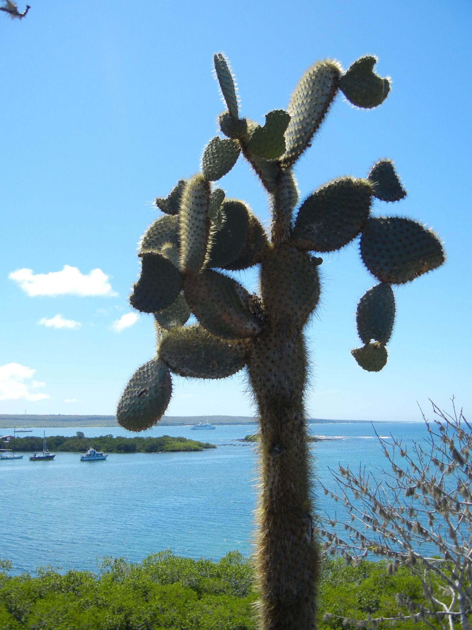 Nikon Coolpix S8100 sample photo. Galapagos, cactus, plant photography