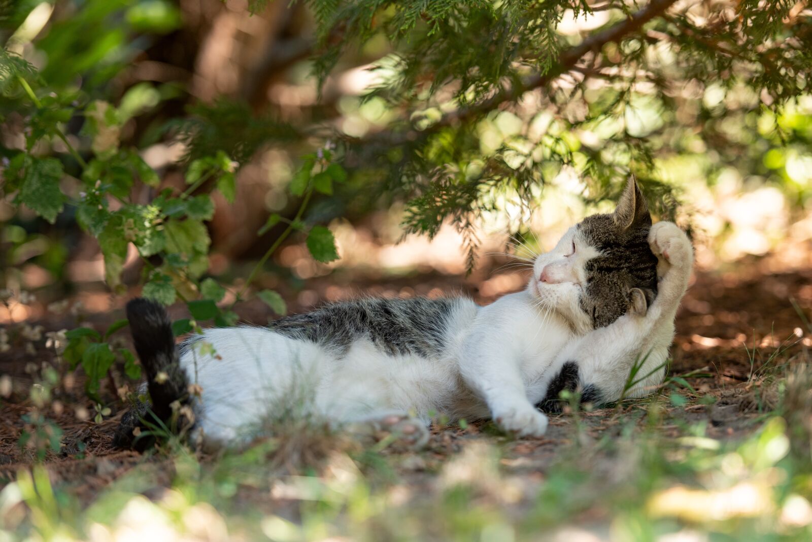 Nikon D750 sample photo. Tabby, kitten, cat photography