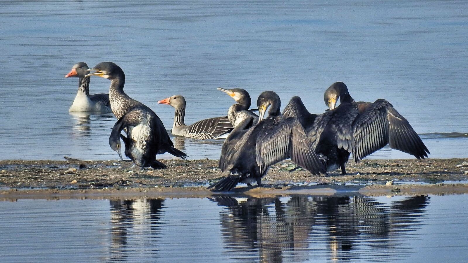 Nikon Coolpix P900 sample photo. Sandbar, waterfowl, lake photography
