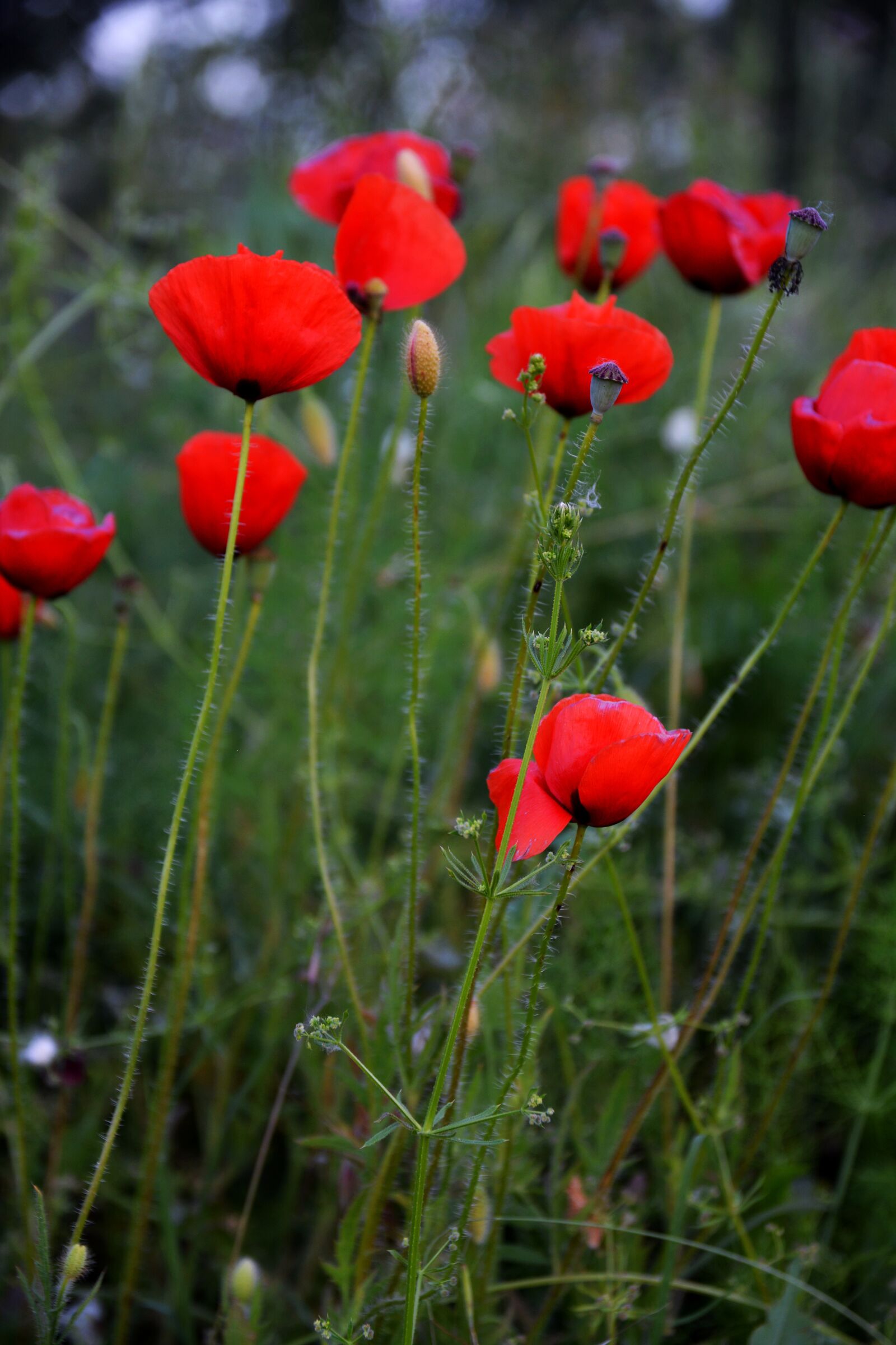 Nikon D5200 sample photo. Flower, flowers, poppy photography