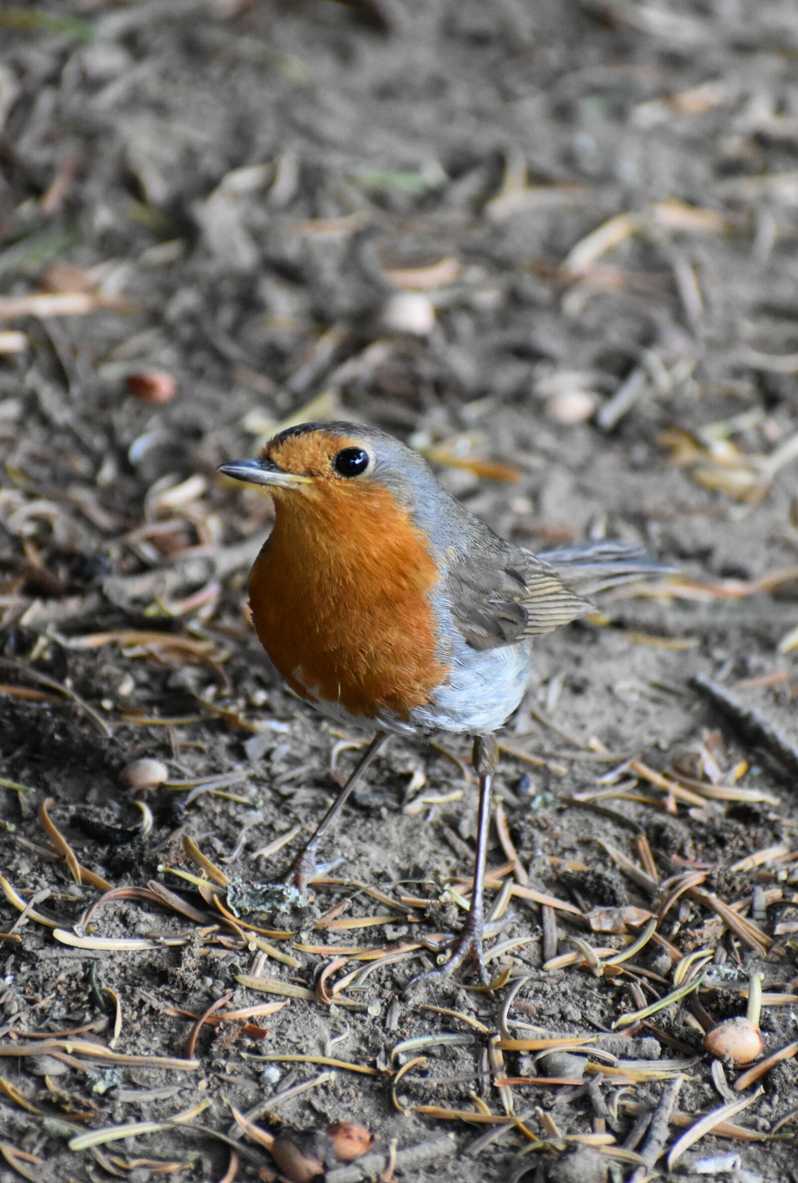 Nikon D3500 sample photo. Old world flycatcher, robin photography