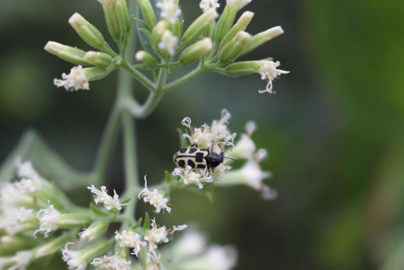 Canon EOS 700D (EOS Rebel T5i / EOS Kiss X7i) sample photo. Insects, ladybug, flower photography