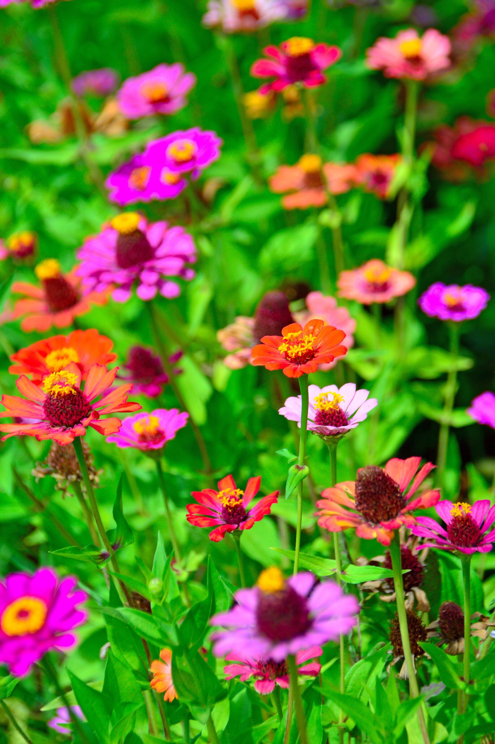 Nikon D3200 sample photo. Color, summer, flowers photography