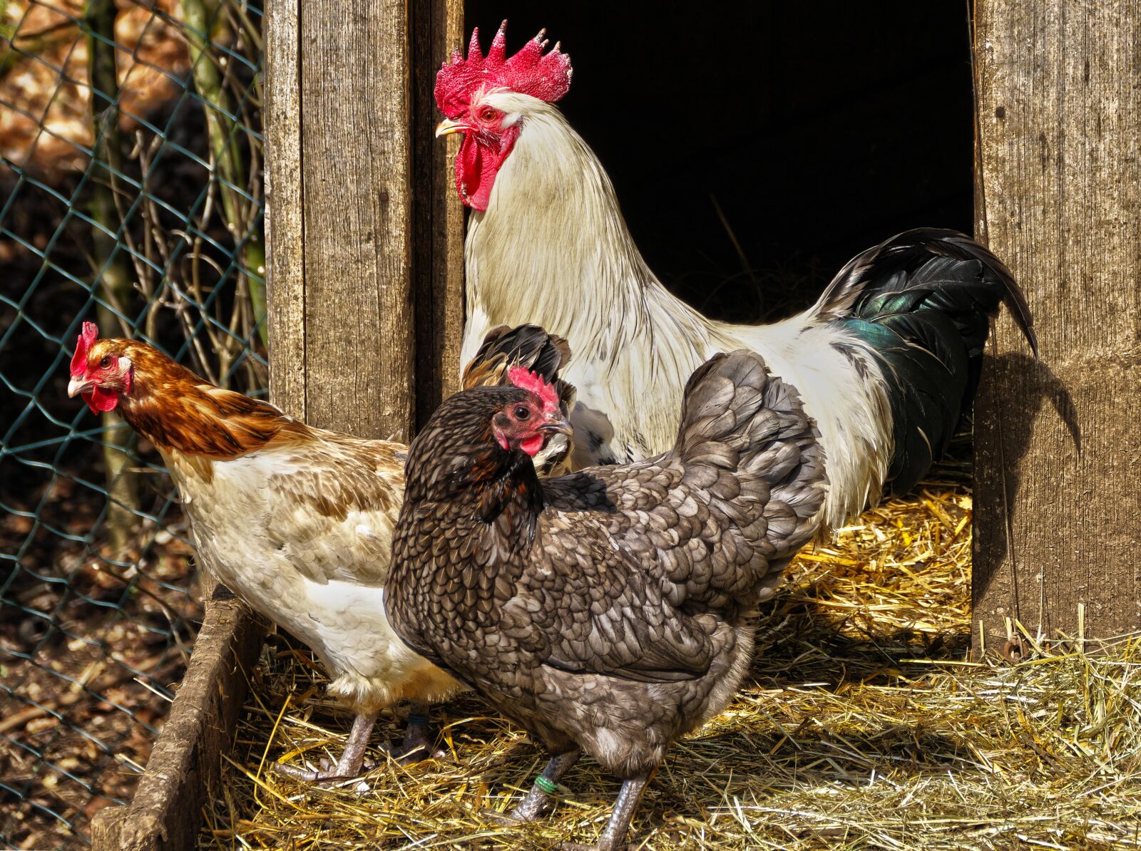 Panasonic Lumix DMC-FZ1000 sample photo. Chickens, hahn, poultry photography