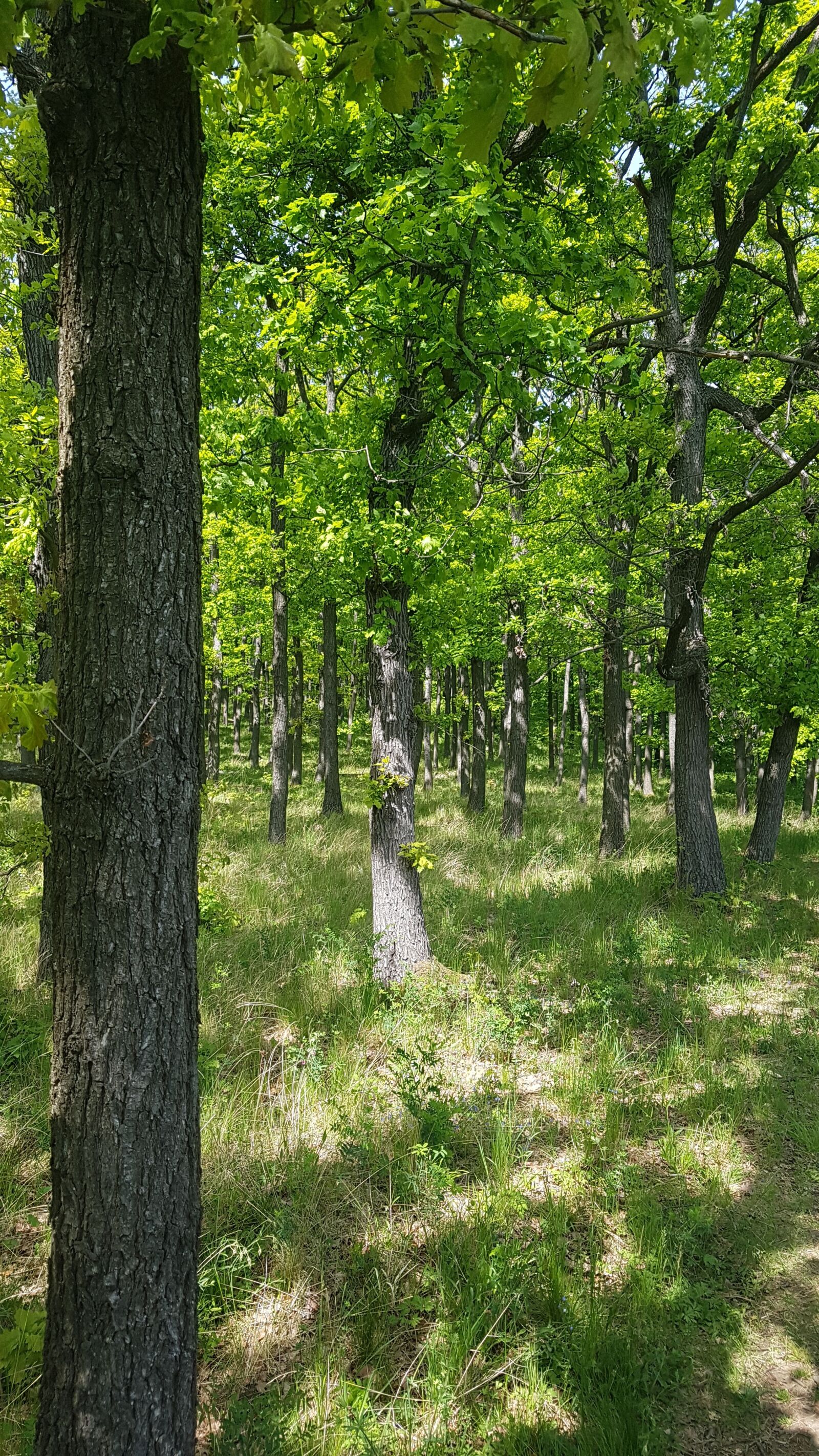 Samsung Galaxy S7 sample photo. Forest, tree, mountain photography