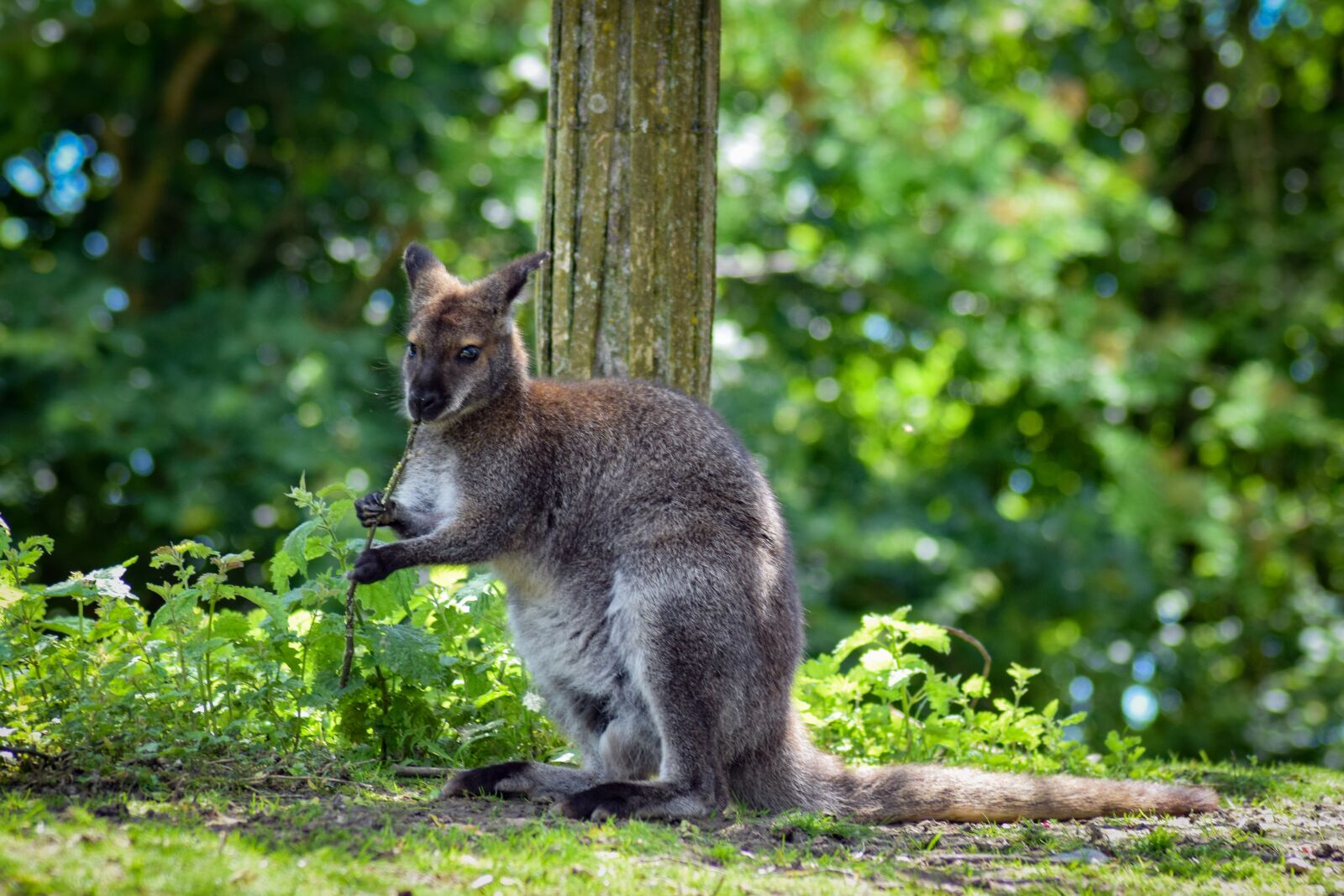 Nikon D5300 sample photo. Animal, marsupial, kangaroo photography