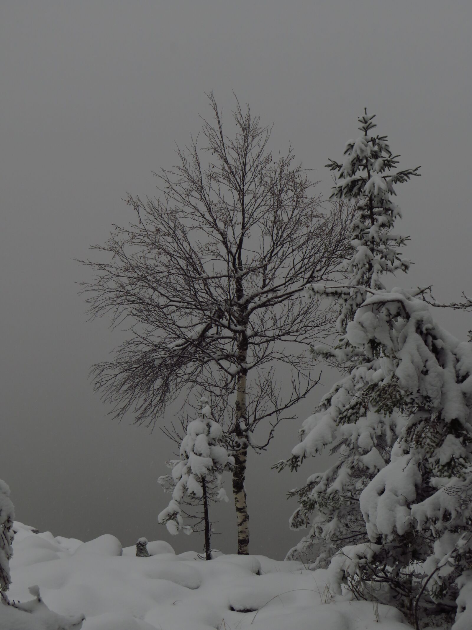 Canon PowerShot SX540 HS sample photo. Trees, fog, snow photography