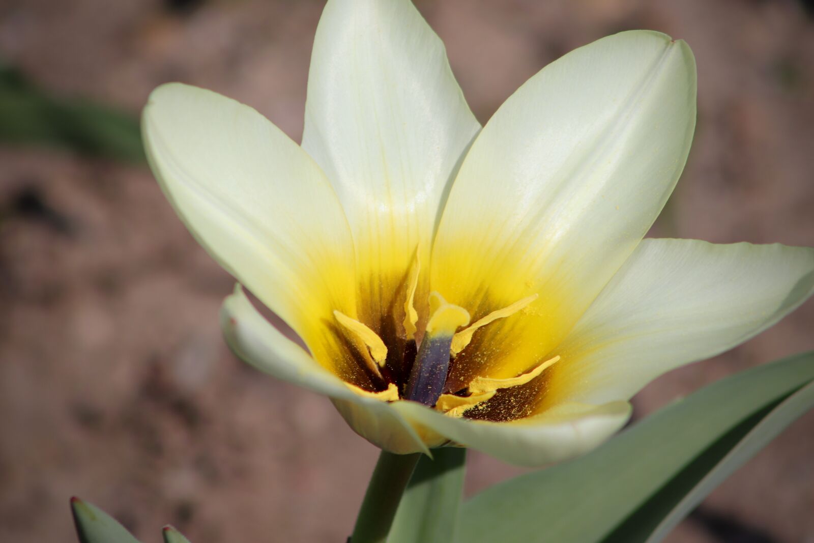 Canon EOS 77D (EOS 9000D / EOS 770D) sample photo. Tulip, tulipa, tulipa purchase photography