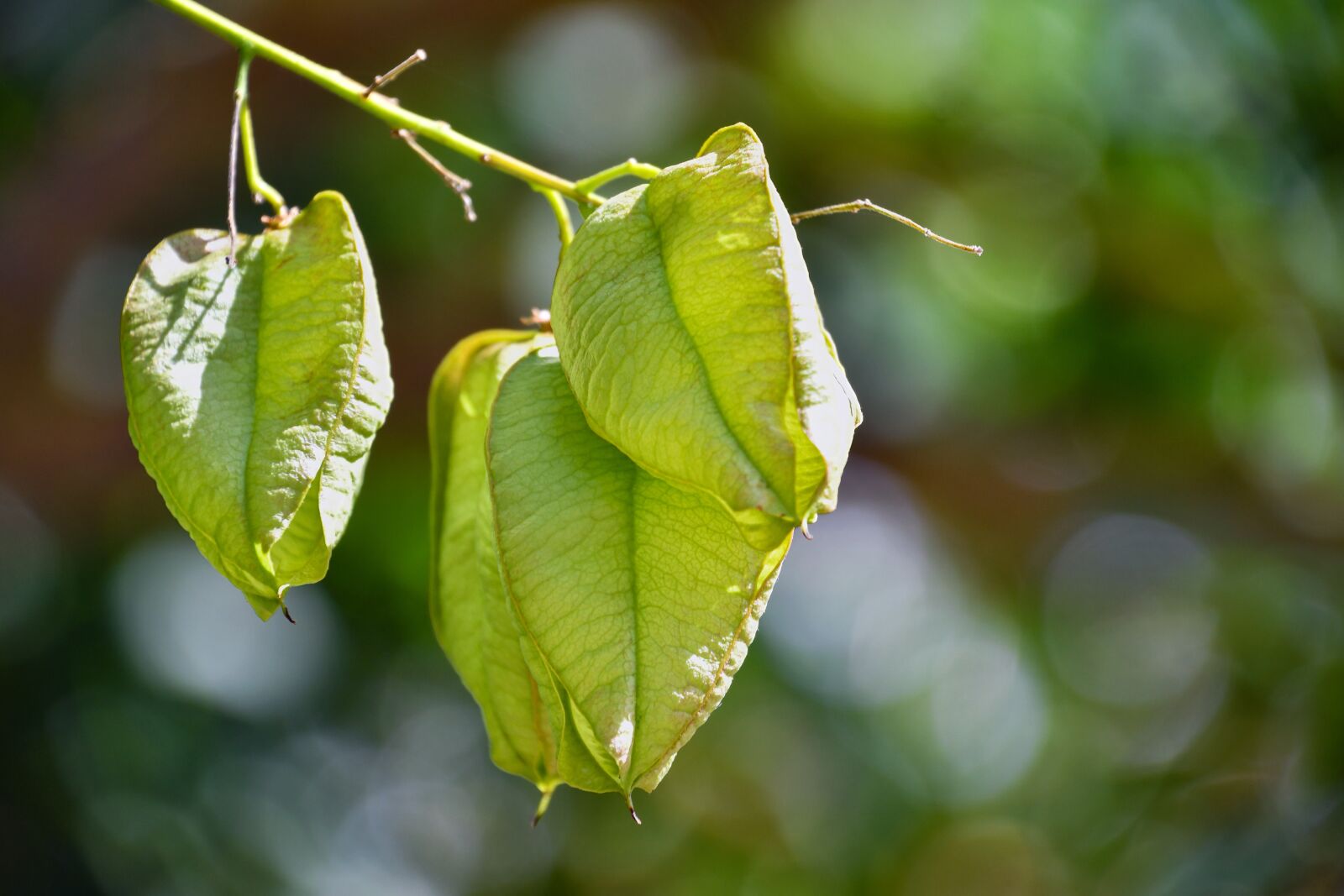 Nikon D500 sample photo. Fruit, soap maker, tree photography