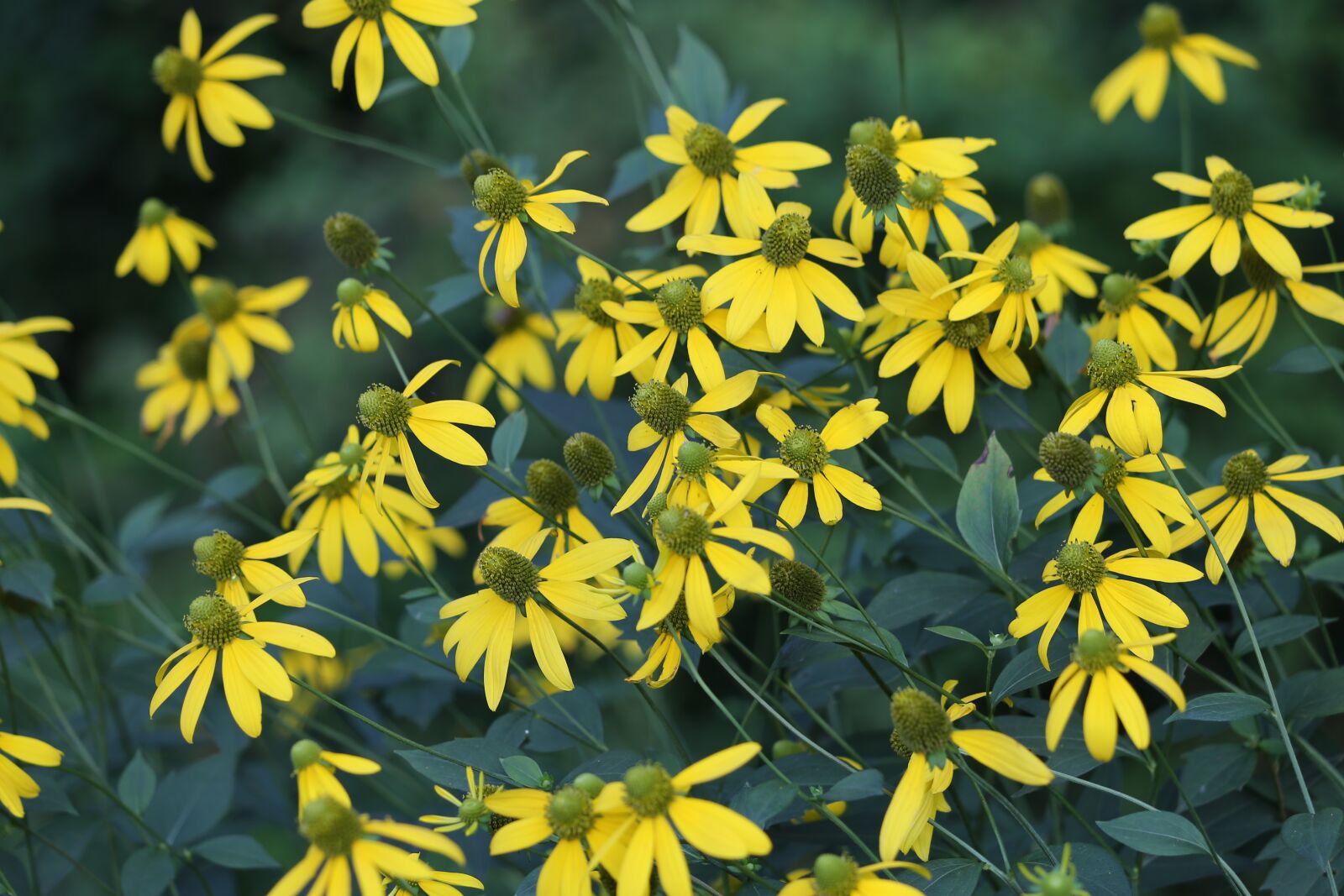 Canon EF 70-300 F4-5.6 IS II USM sample photo. Arnica, plant, flowers photography