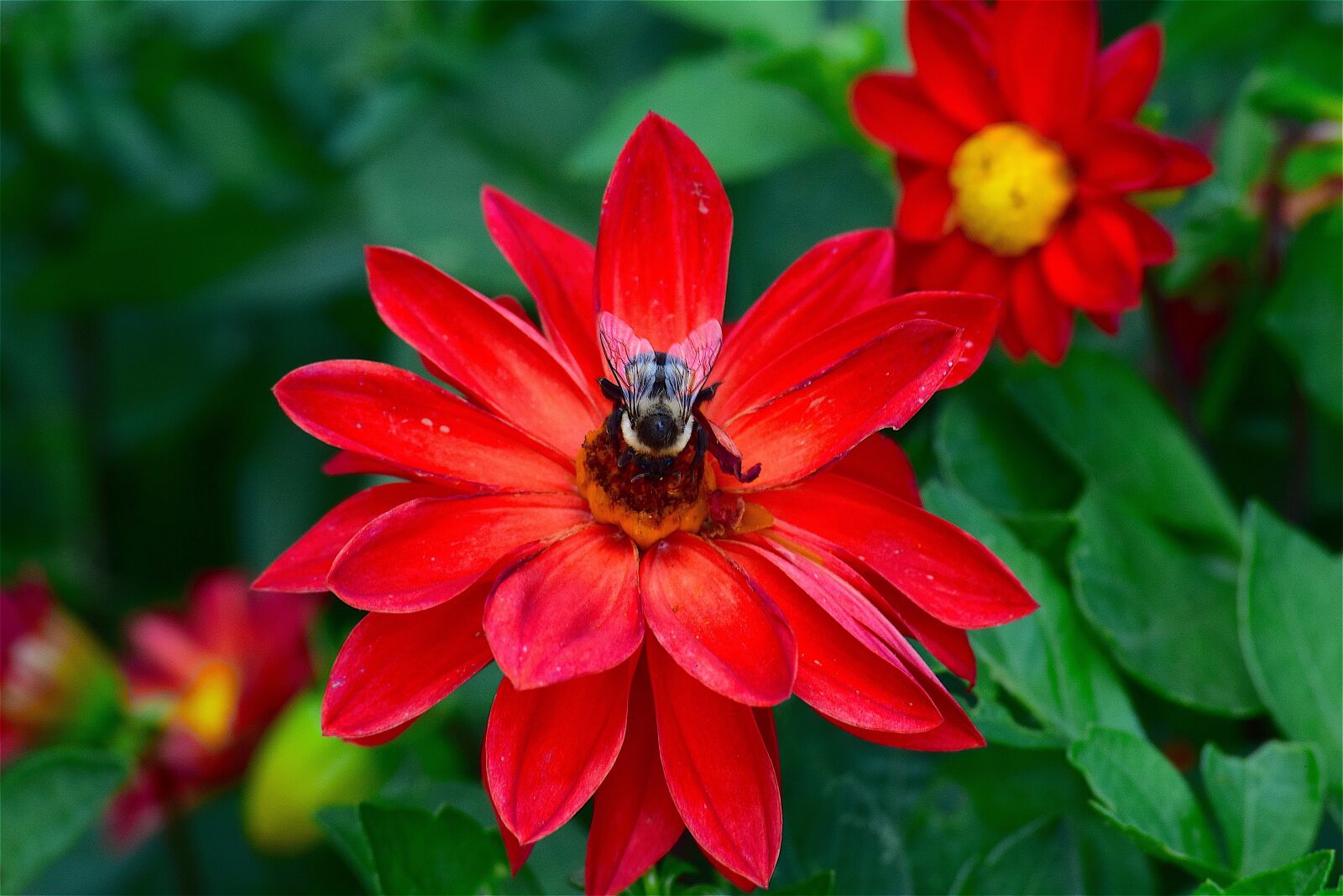 Nikon D3300 sample photo. Flower, red, bright photography