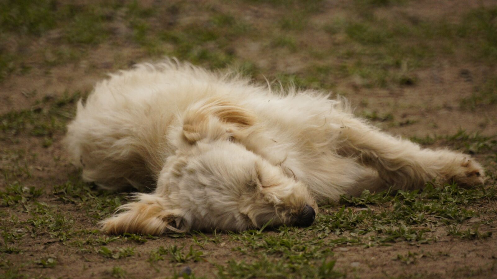 Sony SLT-A55 (SLT-A55V) + Sony 500mm F8 Reflex sample photo. The, field, nature photography