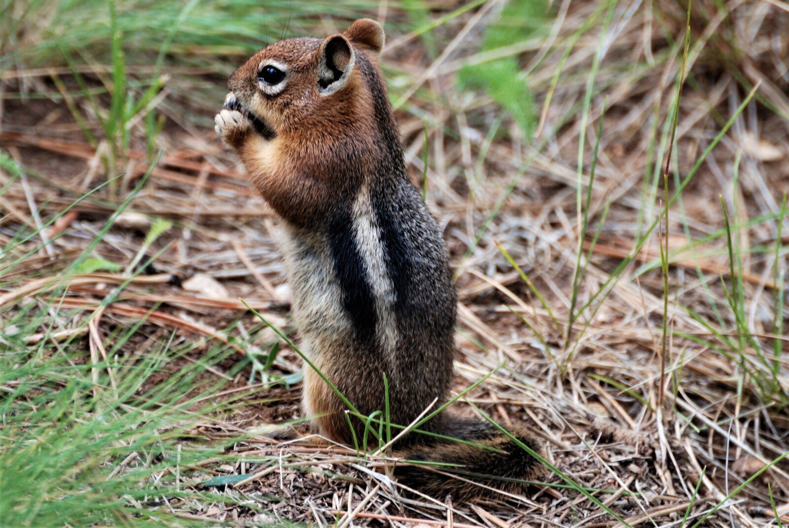 Nikon D80 sample photo. Ground squirrel, nature, animal photography