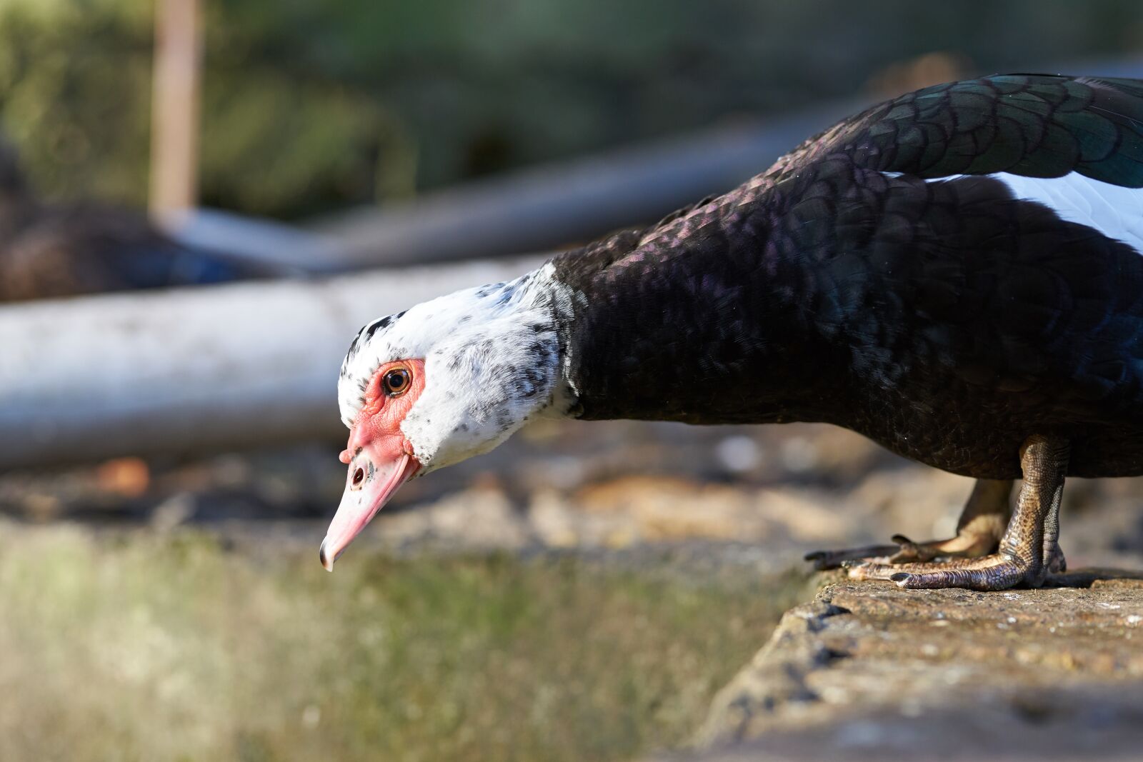 Sigma 85mm F1.4 DG HSM Art sample photo. Duck, goose, animal photography