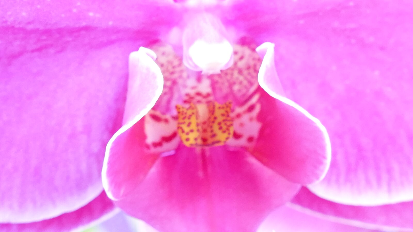 Panasonic Lumix DMC-FZ1000 sample photo. Flower, orchid photography