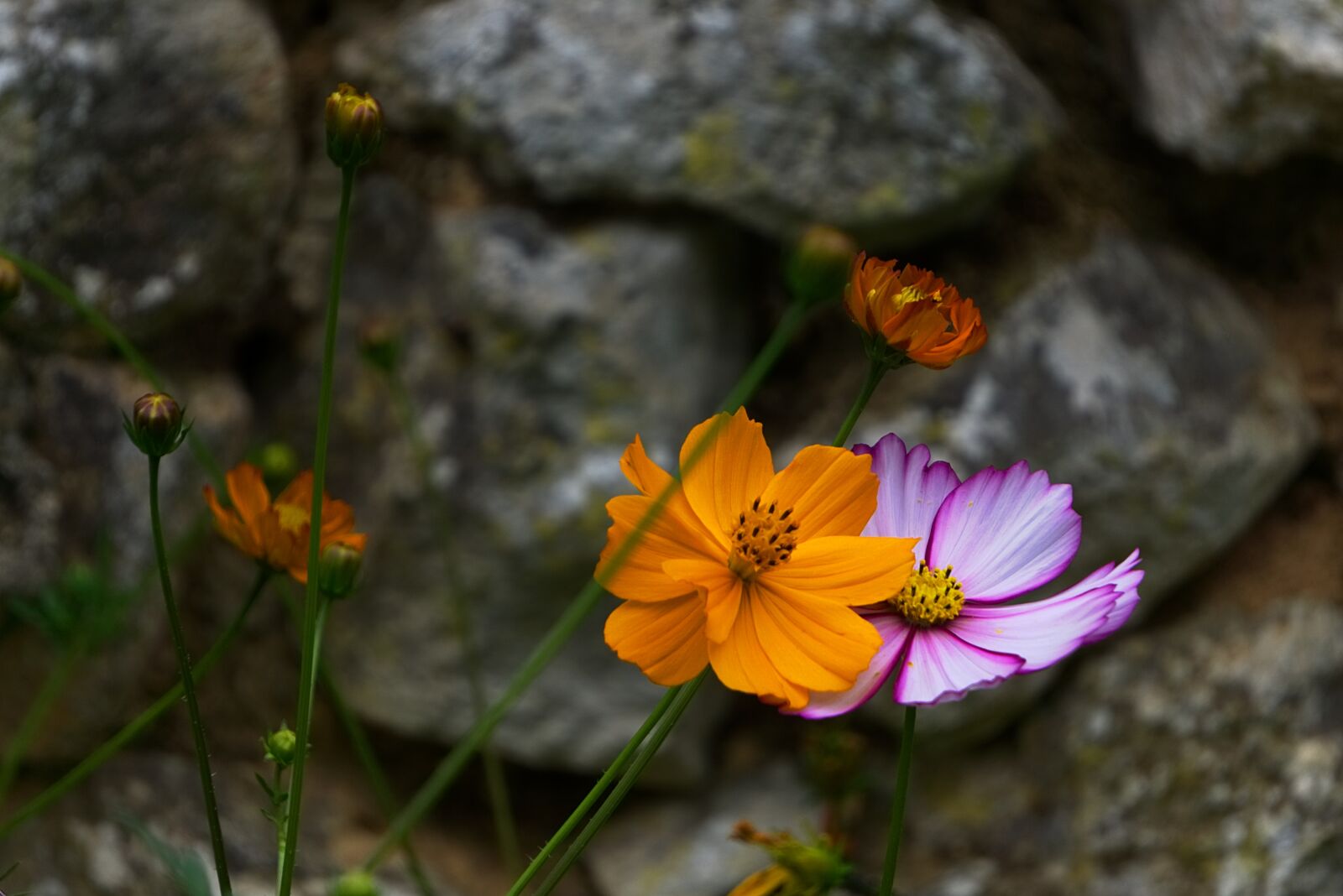 Sony E 55-210mm F4.5-6.3 OSS sample photo. Flowers, garden, summer flowers photography