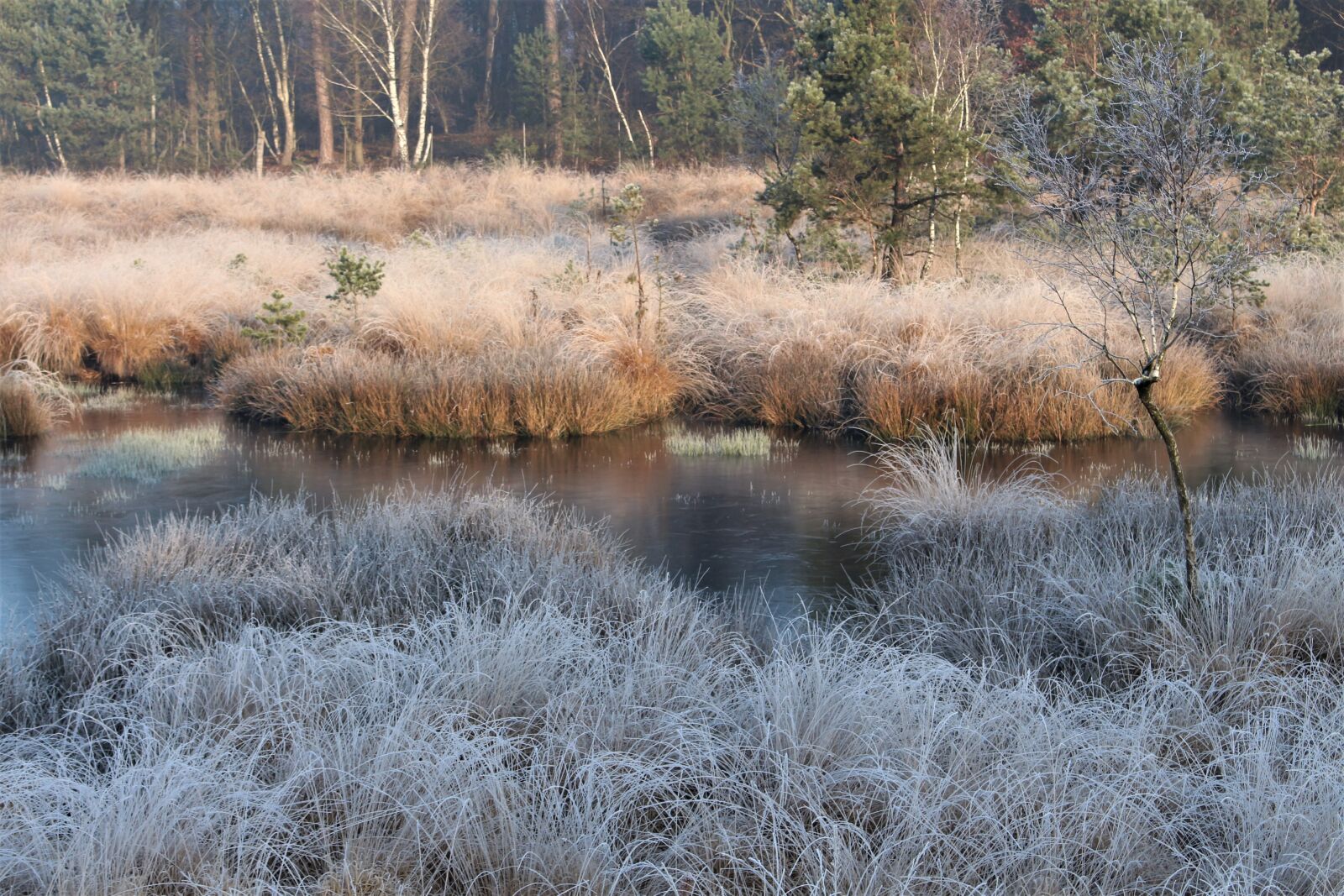 Canon EOS 700D (EOS Rebel T5i / EOS Kiss X7i) sample photo. Diersfordter forest, nature, winter photography