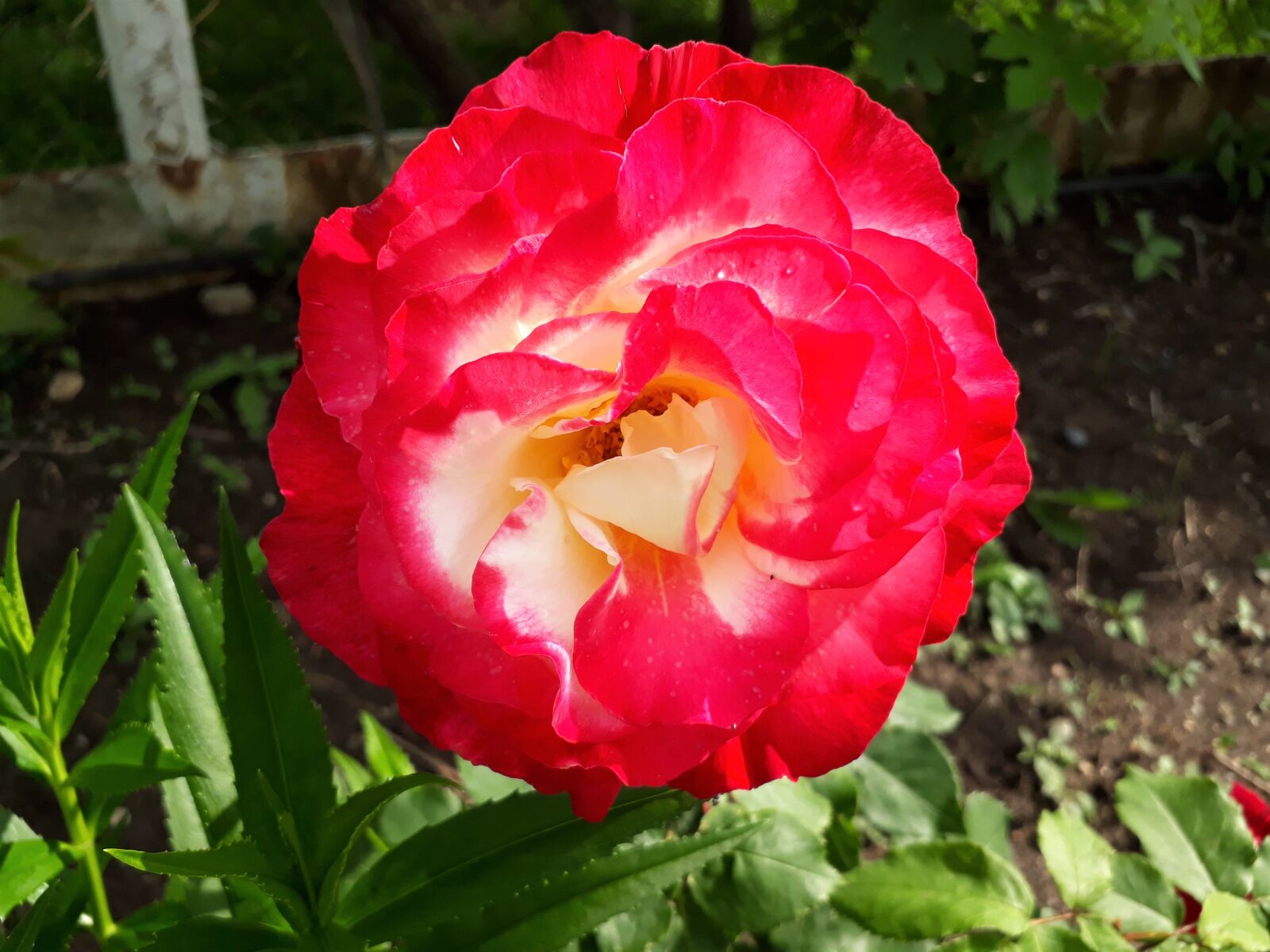 Samsung Galaxy A3(2017) sample photo. Rose, rose-colored, flower photography