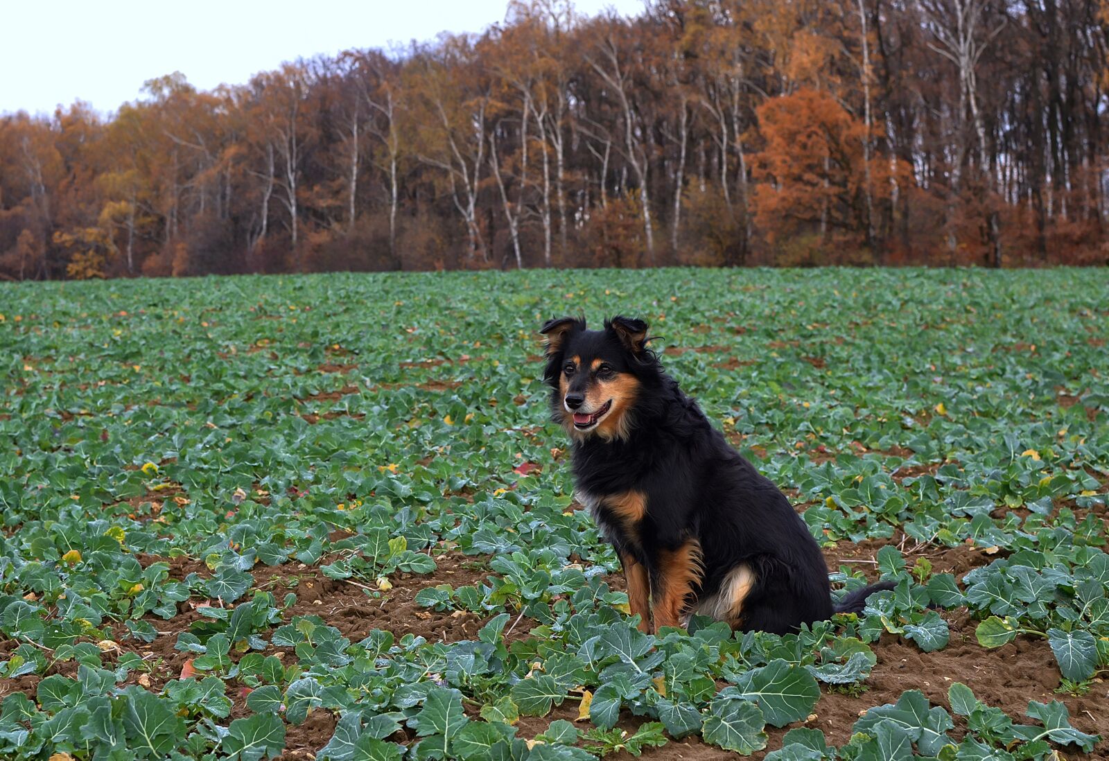Nikon D7000 sample photo. Dog, field, animal photography