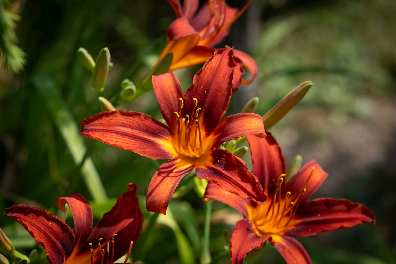 Nikon D750 sample photo. Flowers, orange, nature photography