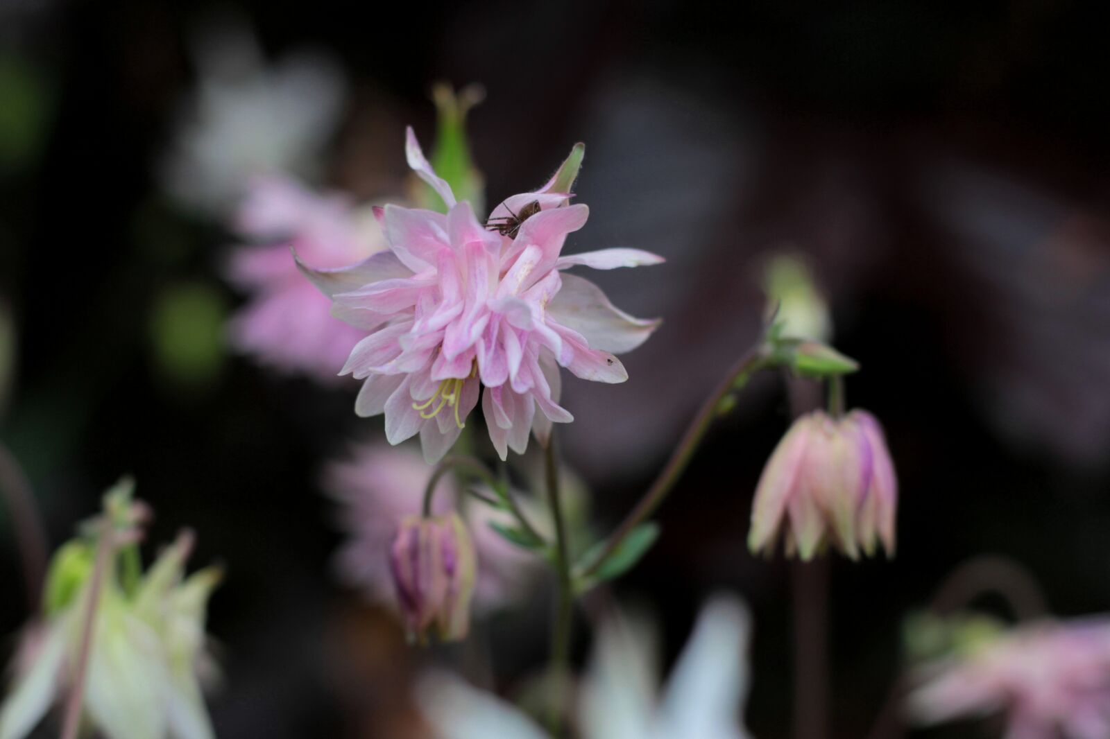 Canon EOS 600D (Rebel EOS T3i / EOS Kiss X5) + Canon EF 50mm F1.8 STM sample photo. Akelei, rose, spin photography