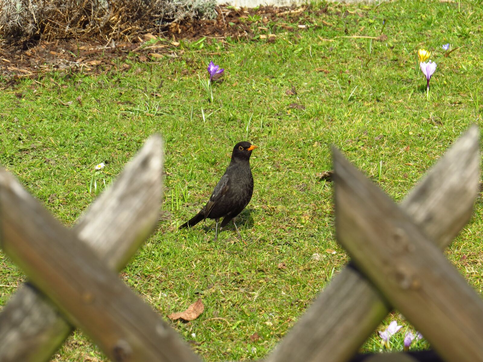 Canon PowerShot SX50 HS sample photo. Blackbird, birds, songbird photography