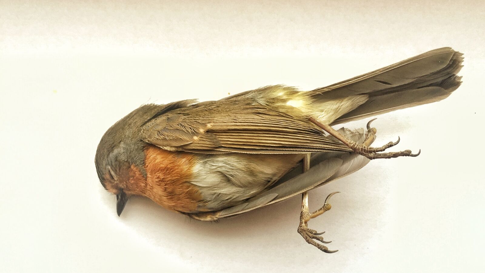 iPhone 6 Plus back camera 4.15mm f/2.2 sample photo. Dead, bird, loneliness photography
