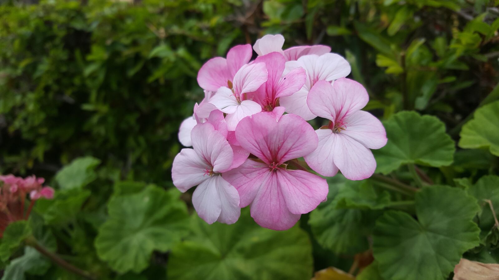 Samsung GALAXY S6 edge sample photo. Nature, flower, plant photography