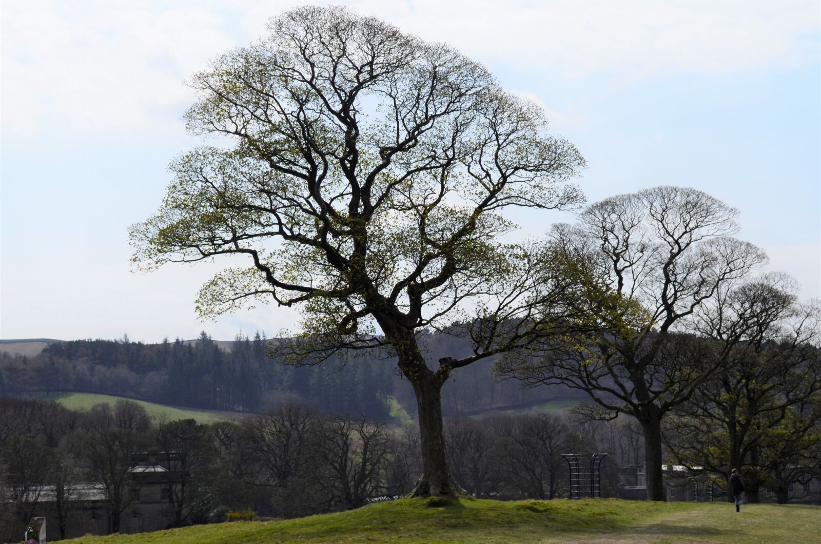 Nikon D5100 sample photo. Trees, country, park photography