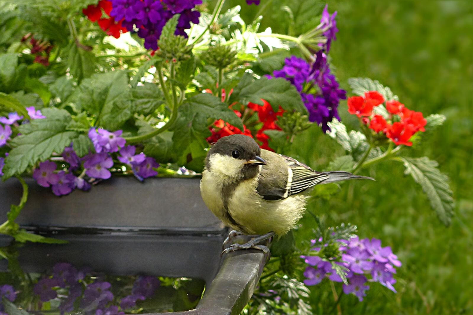 Panasonic Lumix DMC-FZ200 sample photo. Tit, parus major, bird photography