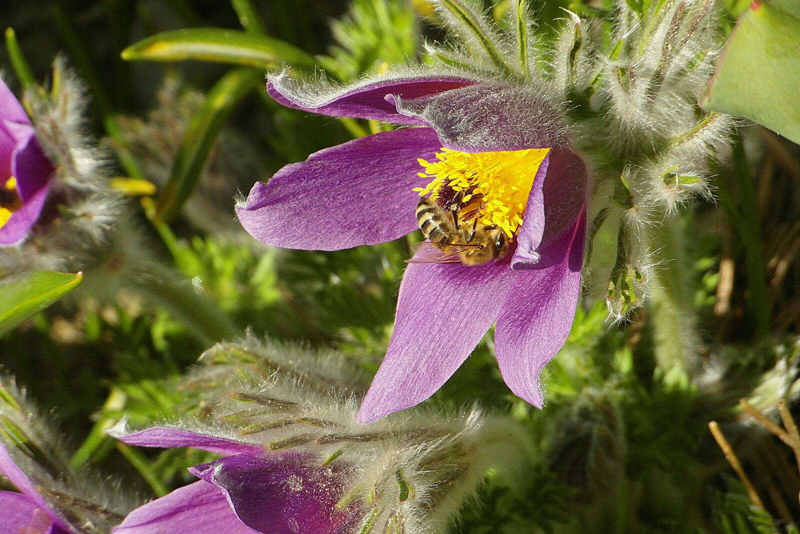 Samsung WB750 sample photo. Sasanki, flowers, bee photography