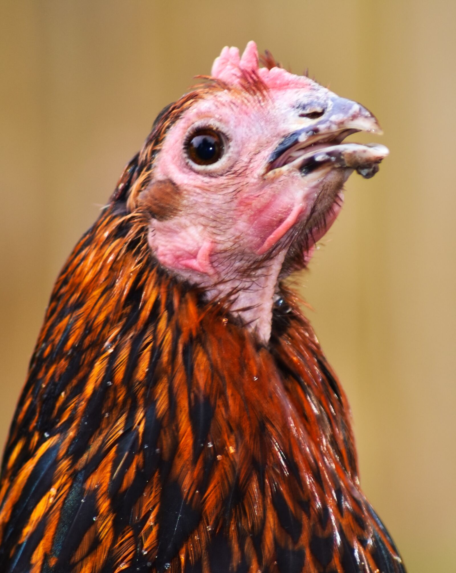 Nikon D3400 sample photo. Chicken, agriculture, animal photography
