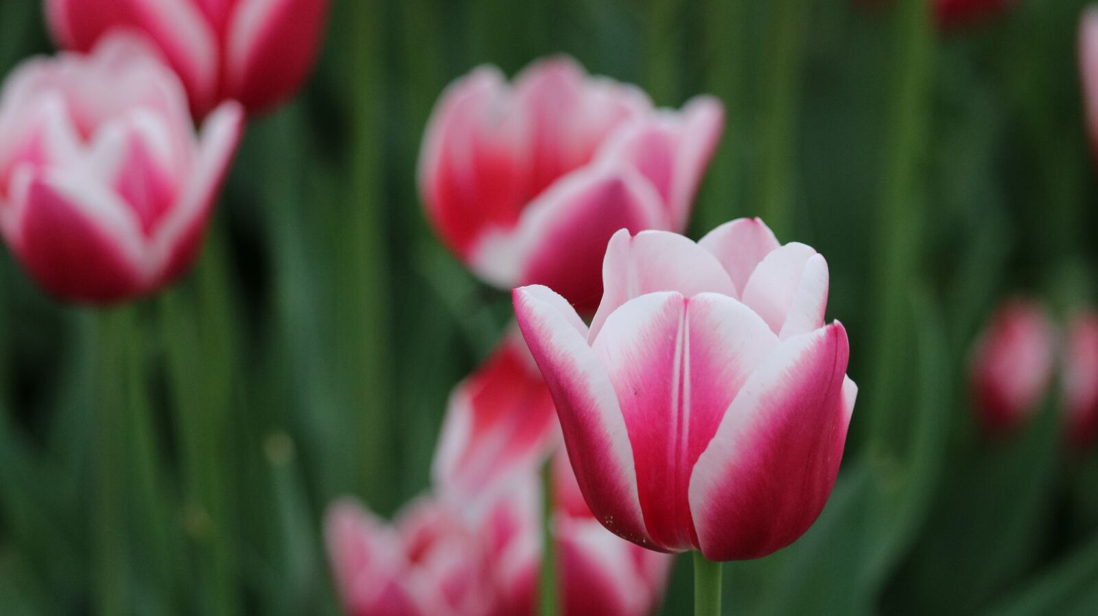 Canon EOS 750D (EOS Rebel T6i / EOS Kiss X8i) sample photo. Tulip, plant, flower photography