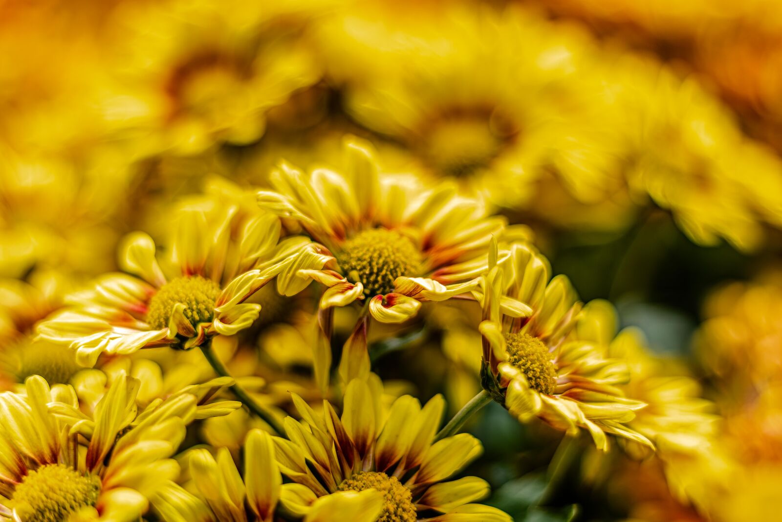 Canon EF 50mm F1.8 STM sample photo. Yellow flower photography