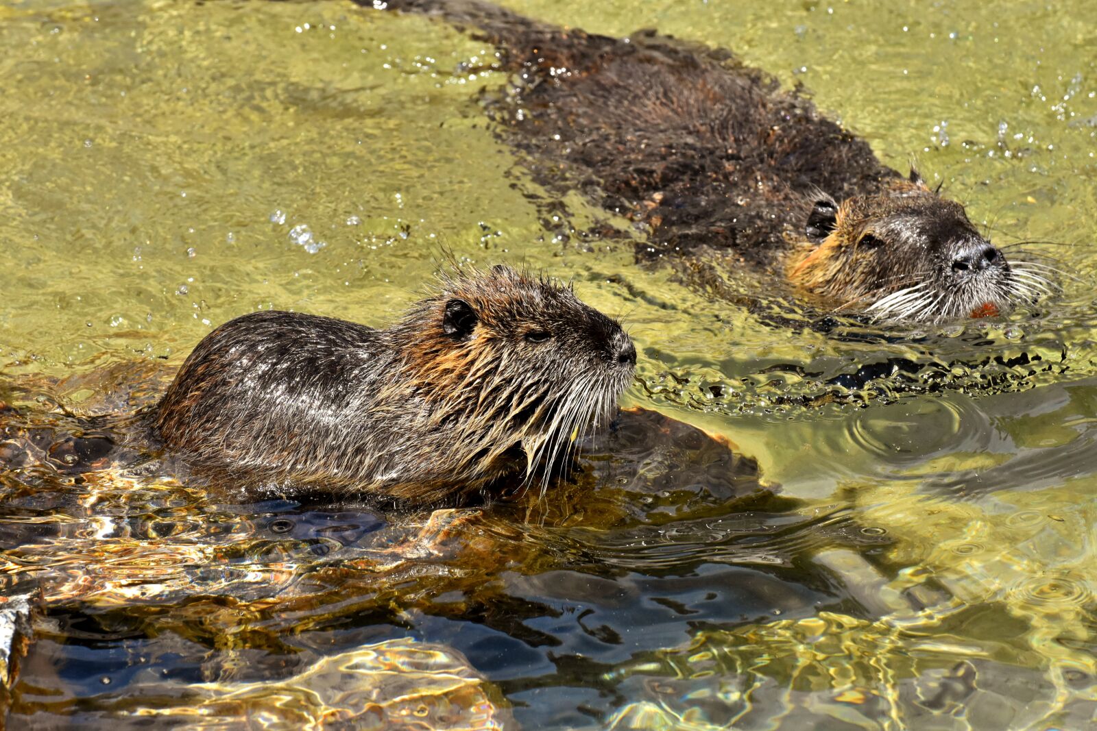 Nikon D7200 sample photo. Nutria, water rat, water photography