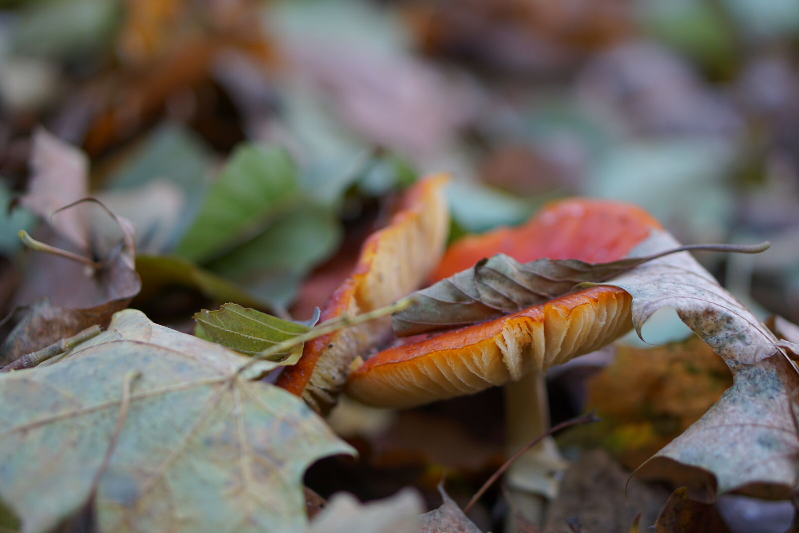 Sony E 50mm F1.8 OSS sample photo. Autumn, danger, leaves, life photography