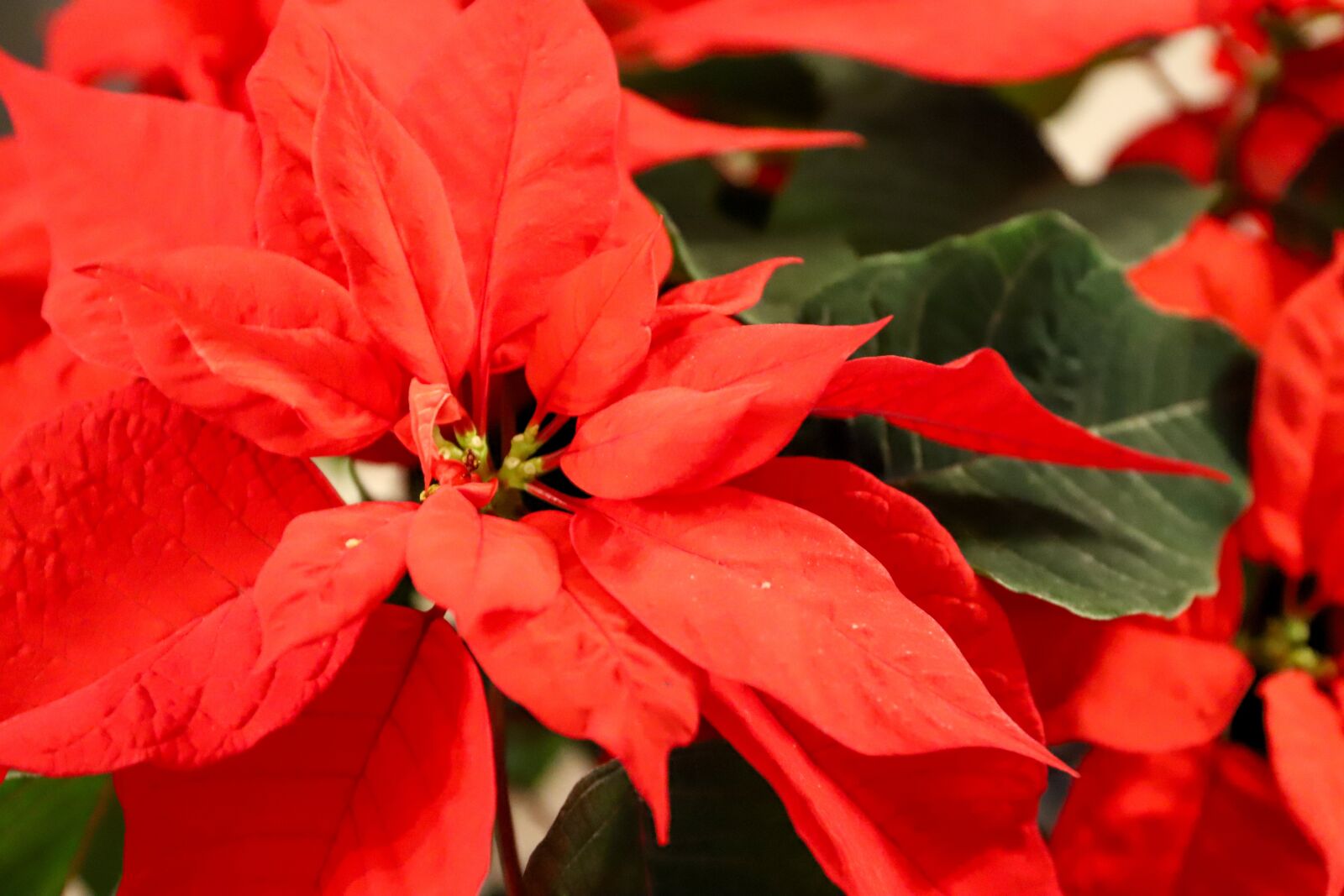 Canon EOS 6D Mark II + Canon EF 24-70mm F4L IS USM sample photo. Poinsettia, red, christmas photography