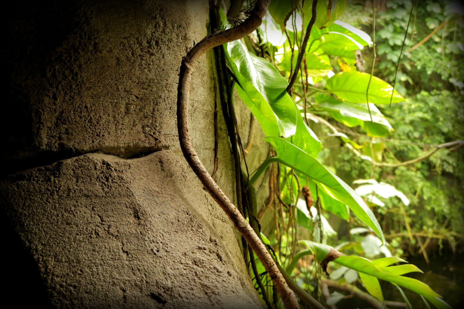 Canon EOS 70D sample photo. Jungle, entwine, rock photography