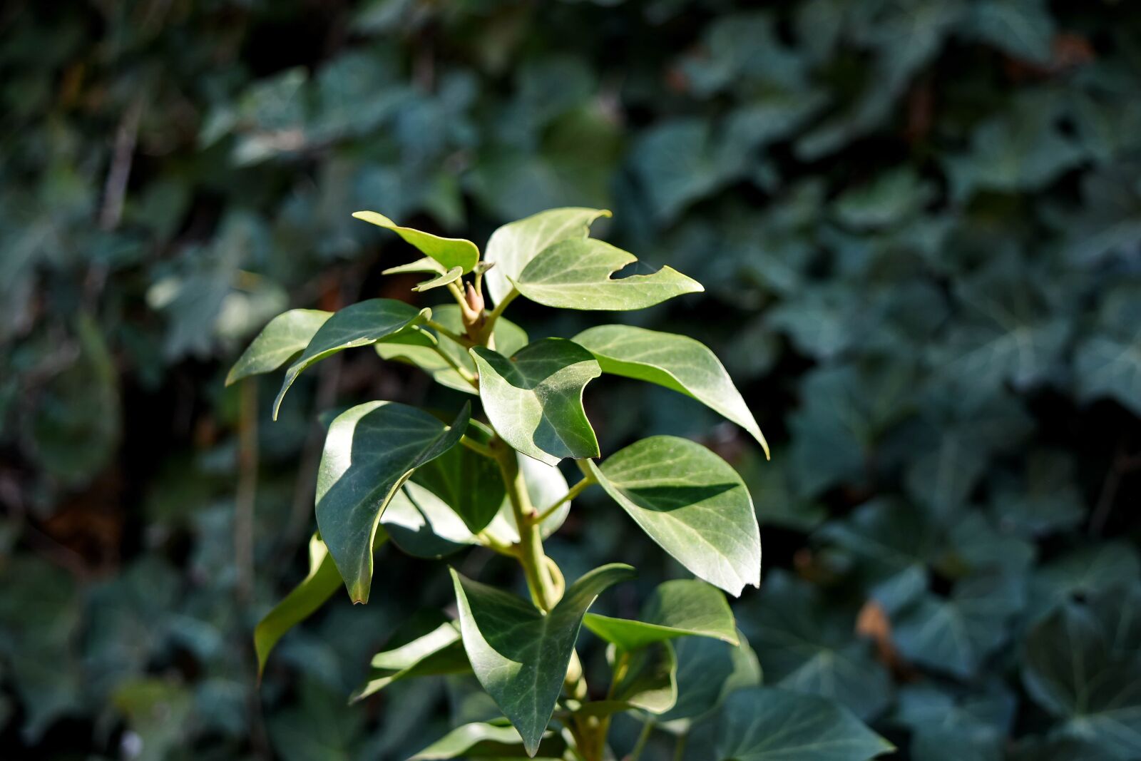 Nikon D5500 sample photo. Green leaves, leaves, leaf photography