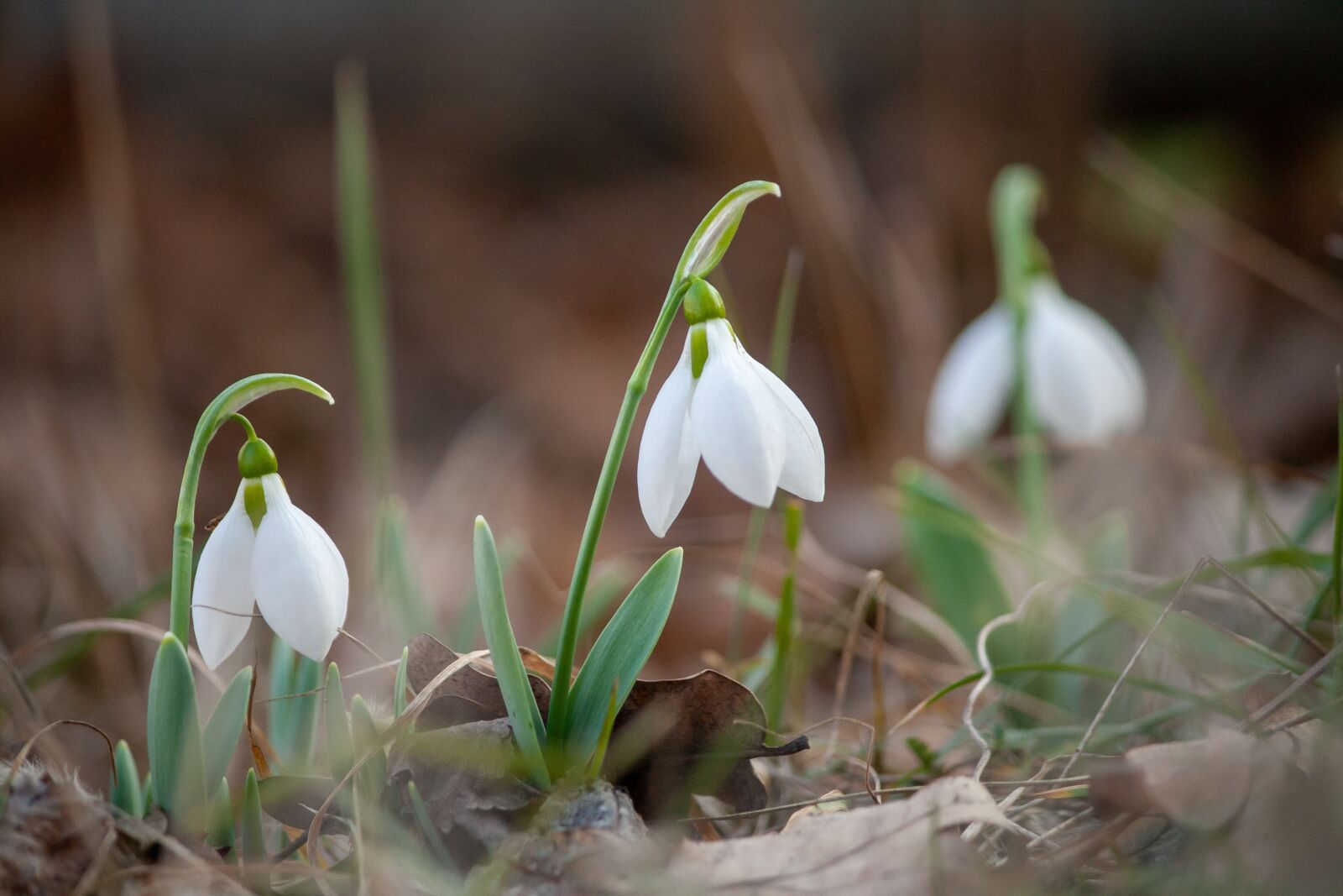 Canon EOS 400D (EOS Digital Rebel XTi / EOS Kiss Digital X) sample photo. Spring, snowdrop, white photography